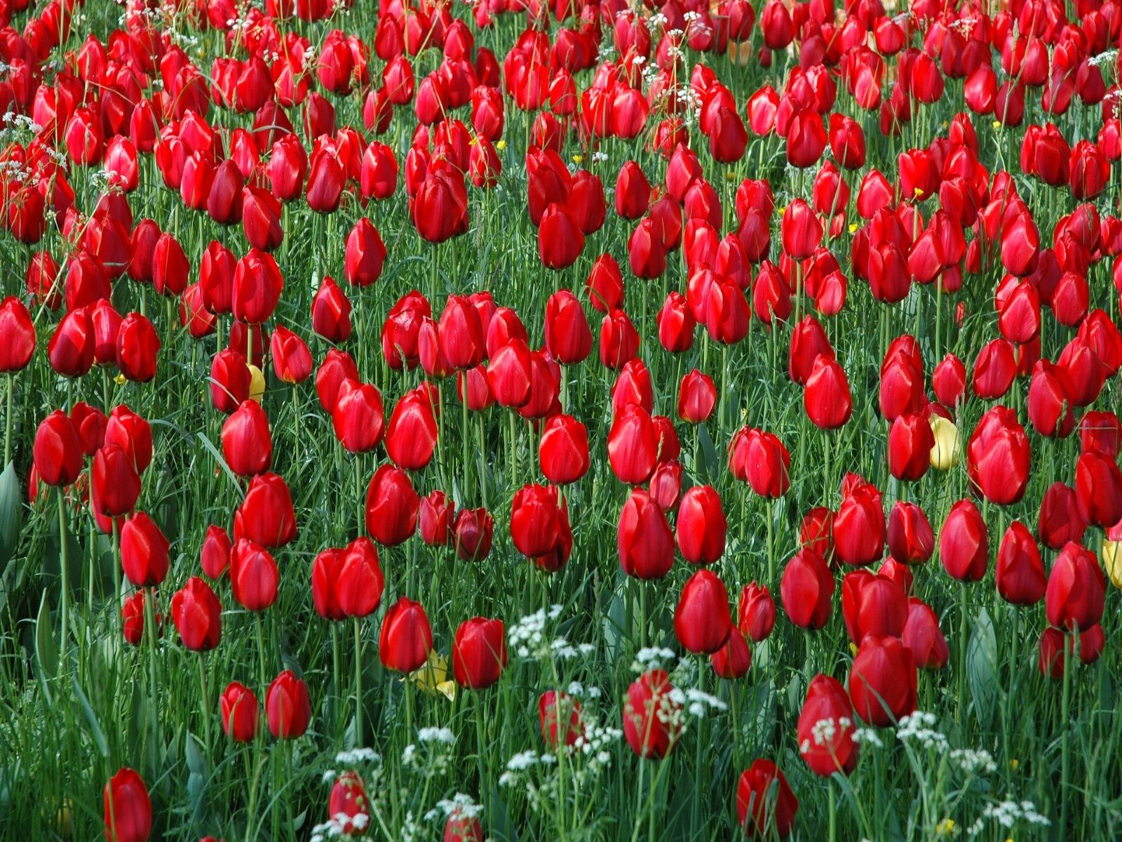 Blumeninsel Mainau.. 1600x1200