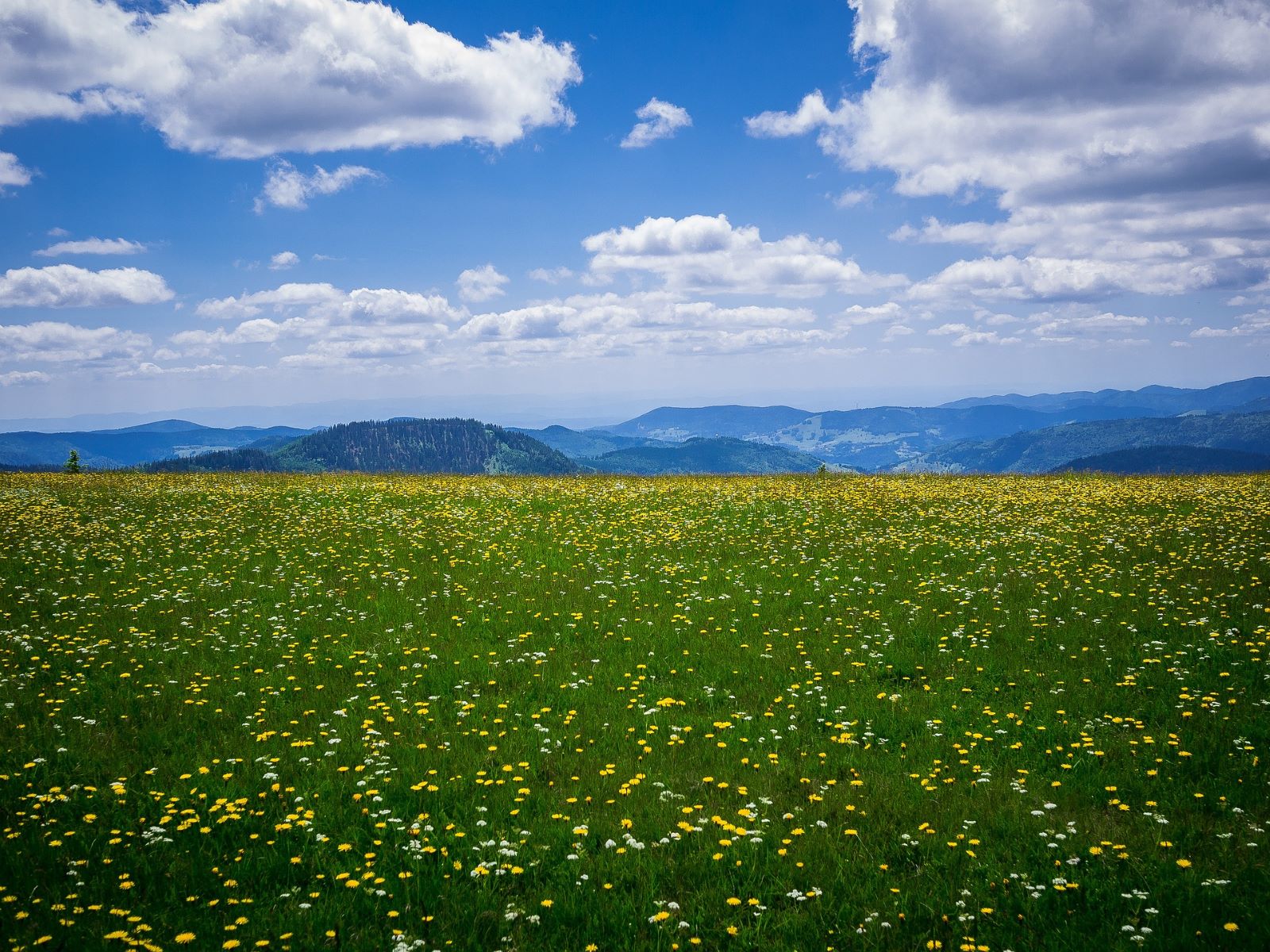 mountain-meadow-g57027ba71_1920 Schwarzwald Feldberg 1600x1200